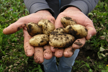 Беларусь впервые импортировала картошку во время сбора урожая